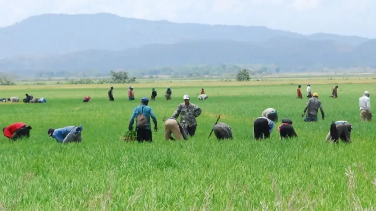 Sacos de arroz dominicano apilados en una procesadora de la provincia Sánchez Ramírez, República Dominicana