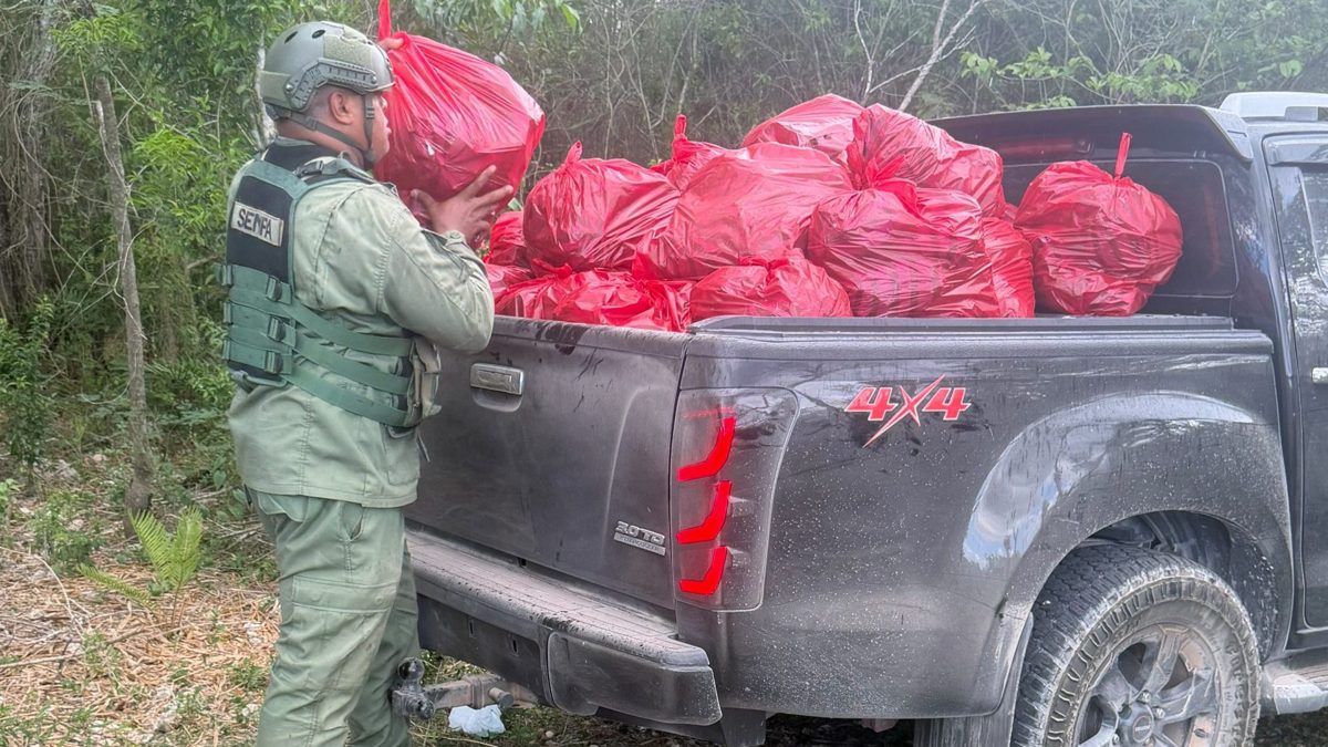 Agentes del SENPA junto a sacos de carbón vegetal incautados en terrenos agrícolas de Villa Hermosa, La Romana