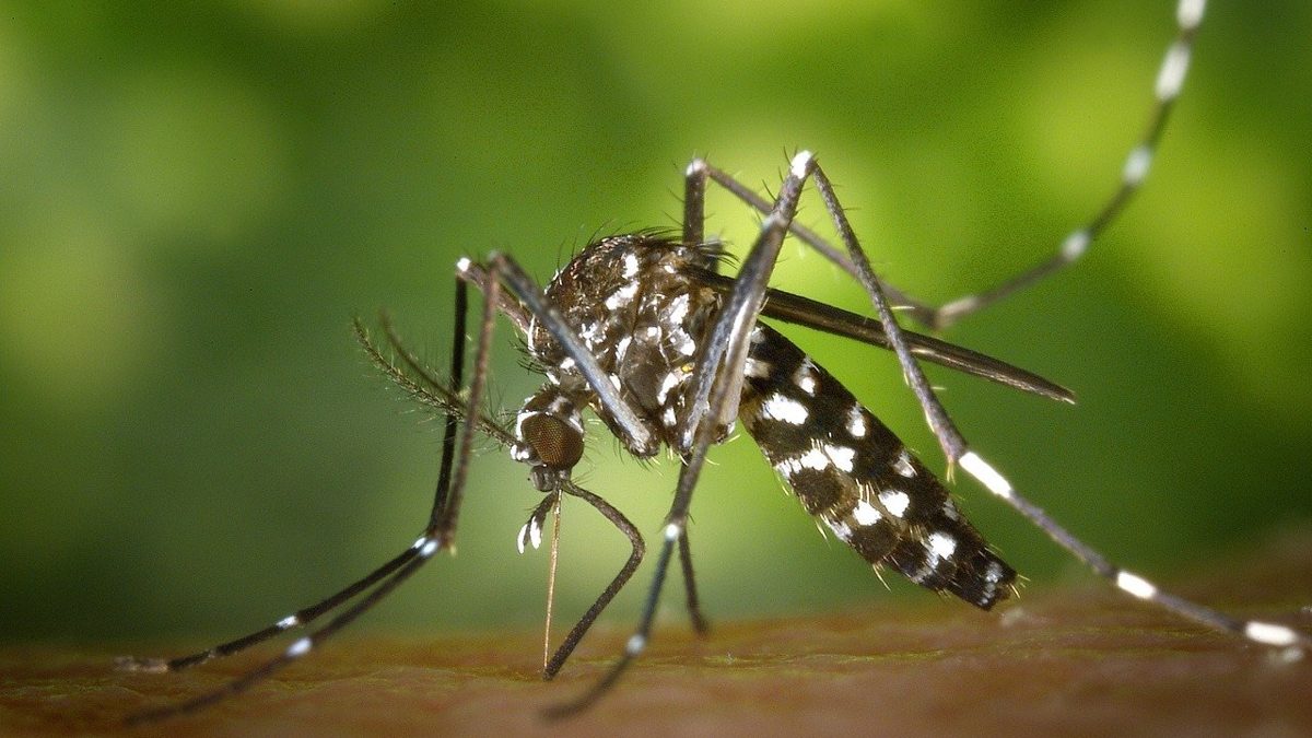 Técnico de salud pública fumigando un área residencial en República Dominicana para combatir el mosquito transmisor del dengue