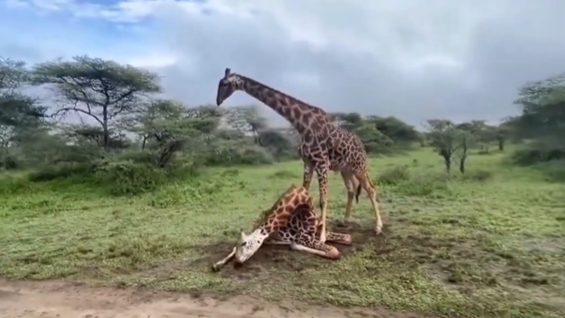 Dos jirafas macho enfrentándose en el Parque Nacional Serengeti en Tanzania, golpeándose con sus cuellos