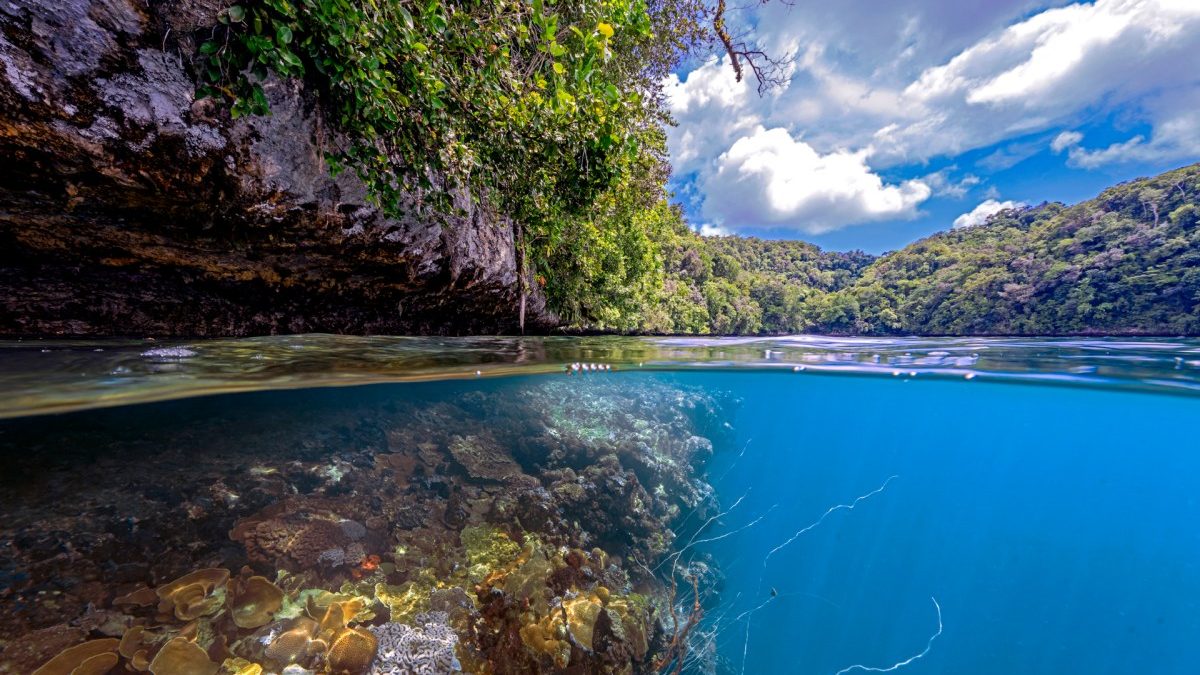 Arrecife de coral blanqueado en aguas tropicales, señal del deterioro por el cambio climático