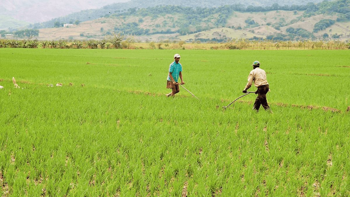 Productores de arroz dominicanos trabajando en campos de cultivo afectados por cambios en política arancelaria