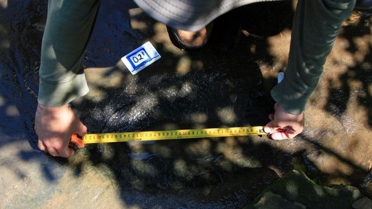 Huellas fosilizadas de tiranosaurios en roca sedimentaria a orillas de un arroyo en Michoacán, México