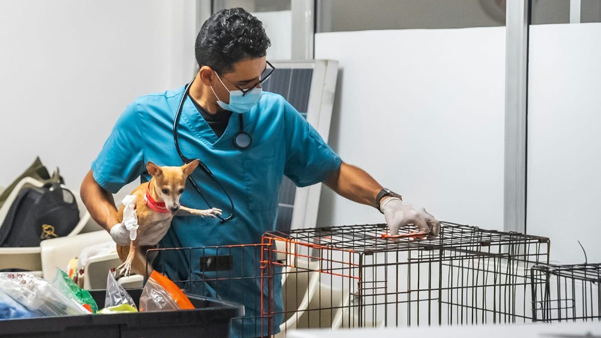 Veterinarios de la Alcaldía del Distrito Nacional esterilizan perros y gatos en jornada de bienestar animal en avenida José Ortega y Gasset