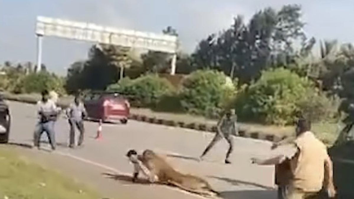 Leopardo herido en cuneta de autopista NH-48 en Davanagere, India, tras ser atropellado por un vehículo