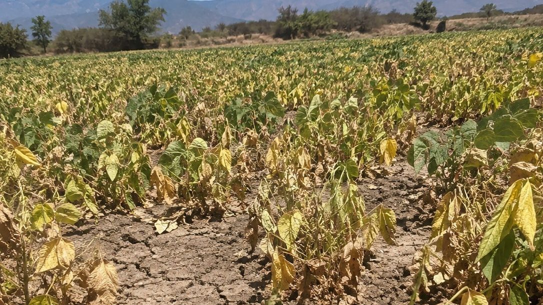 Campo de habichuelas seco en el valle de San Juan de la Maguana bajo los efectos de la sequía