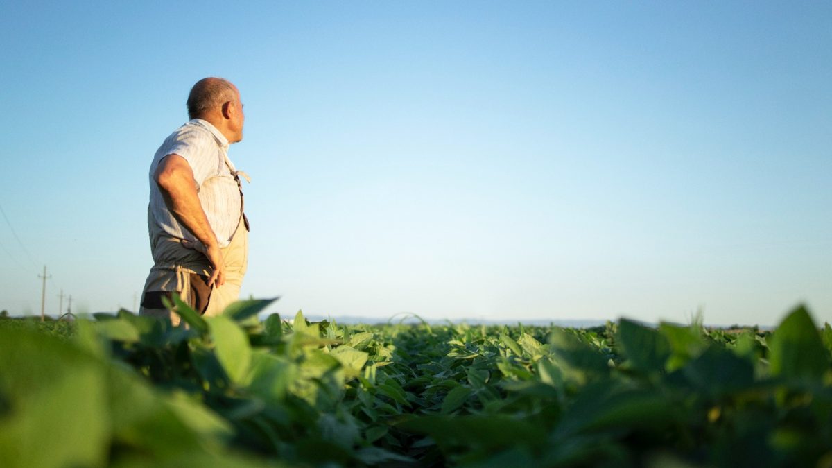 Granos de soya en una finca estadounidense certificada con estándares de sostenibilidad ambiental