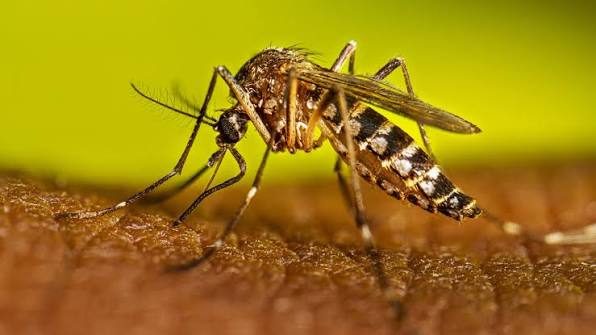 Funcionarios del Ministerio de Salud Pública de República Dominicana en jornada de fumigación contra el mosquito Aedes aegypti